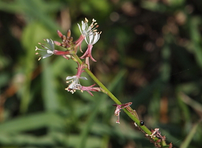 [Spaced evenly on a long thin green stalk are the blooms. Some of the petals are reddish and open downward toward the stem while the rest of the petals are white and upward around the long white stamen.]